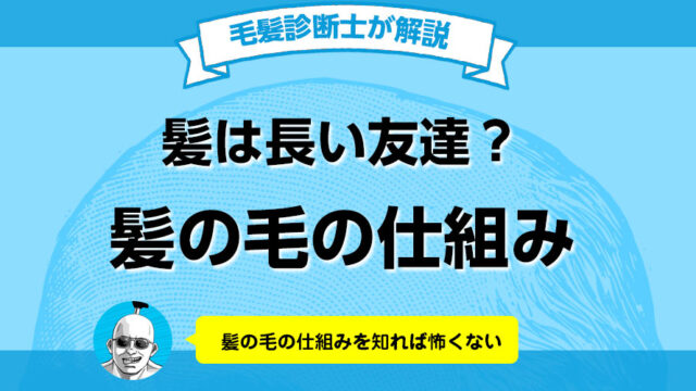 髪の毛の仕組み